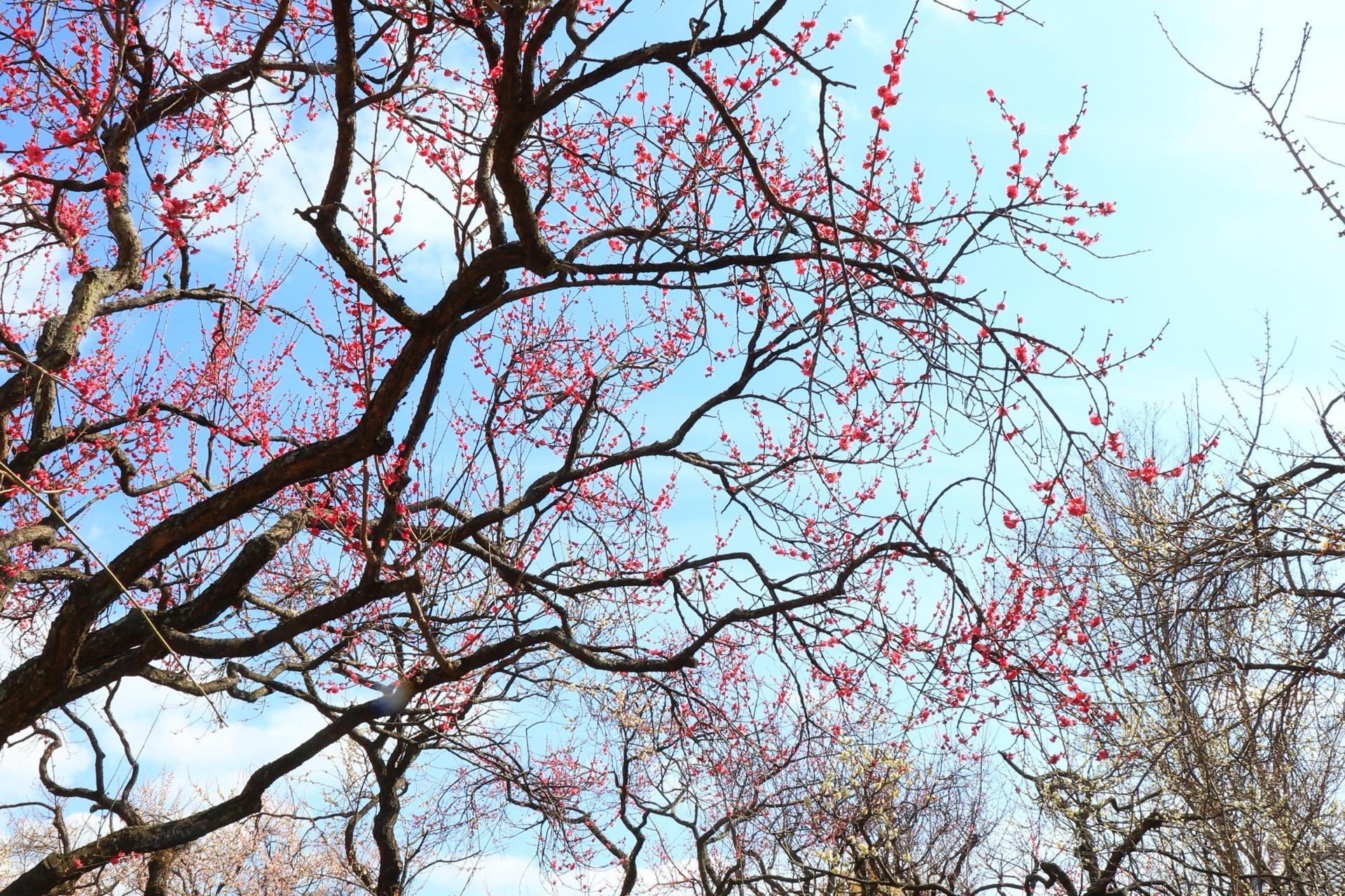 弘道館の紅梅